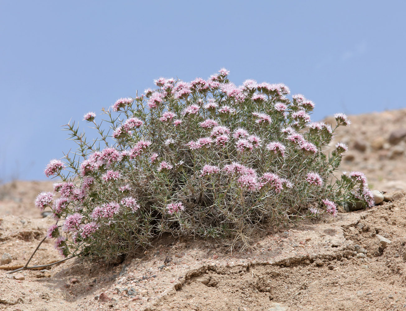 Image of Acanthophyllum pungens specimen.