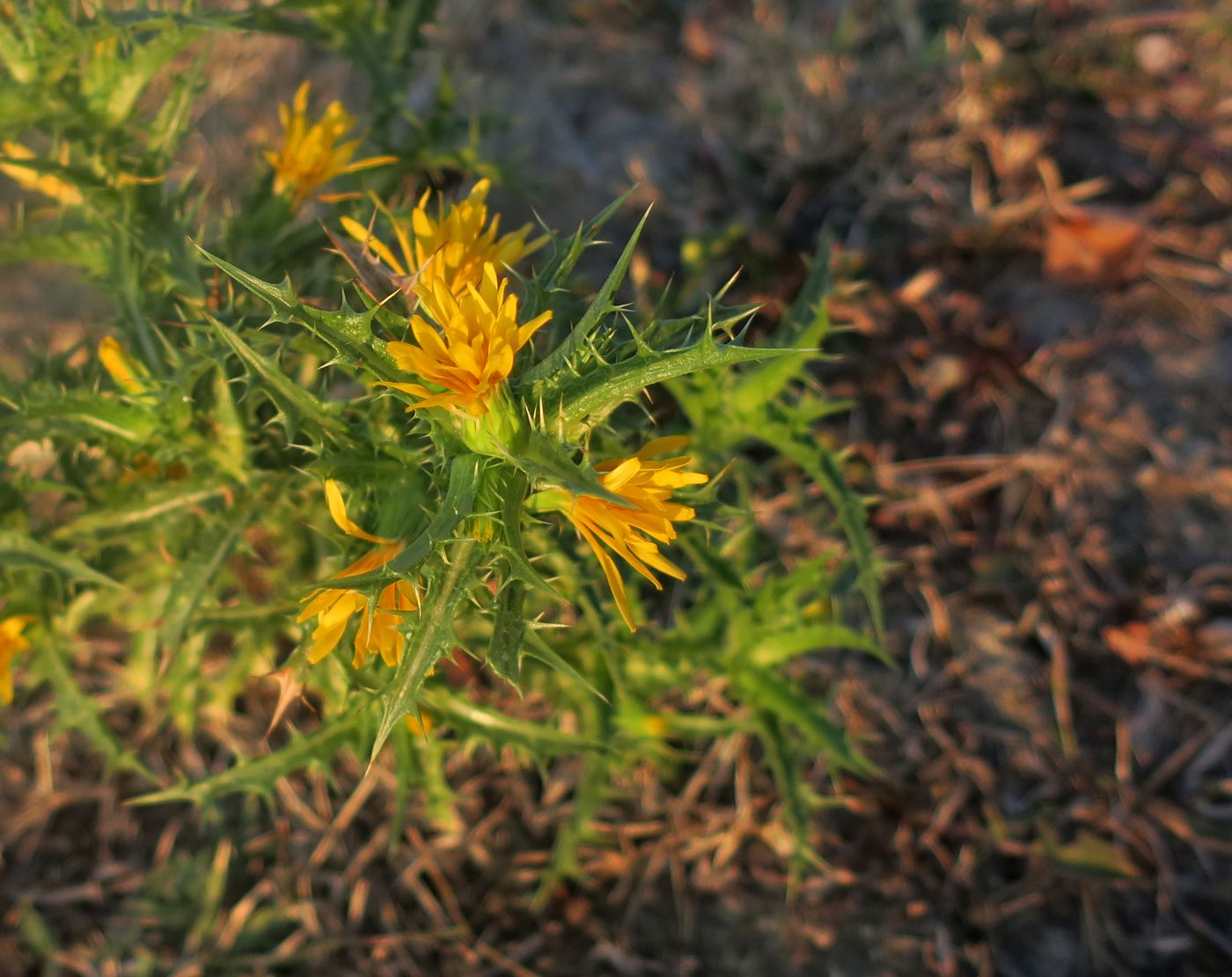 Image of Scolymus hispanicus specimen.