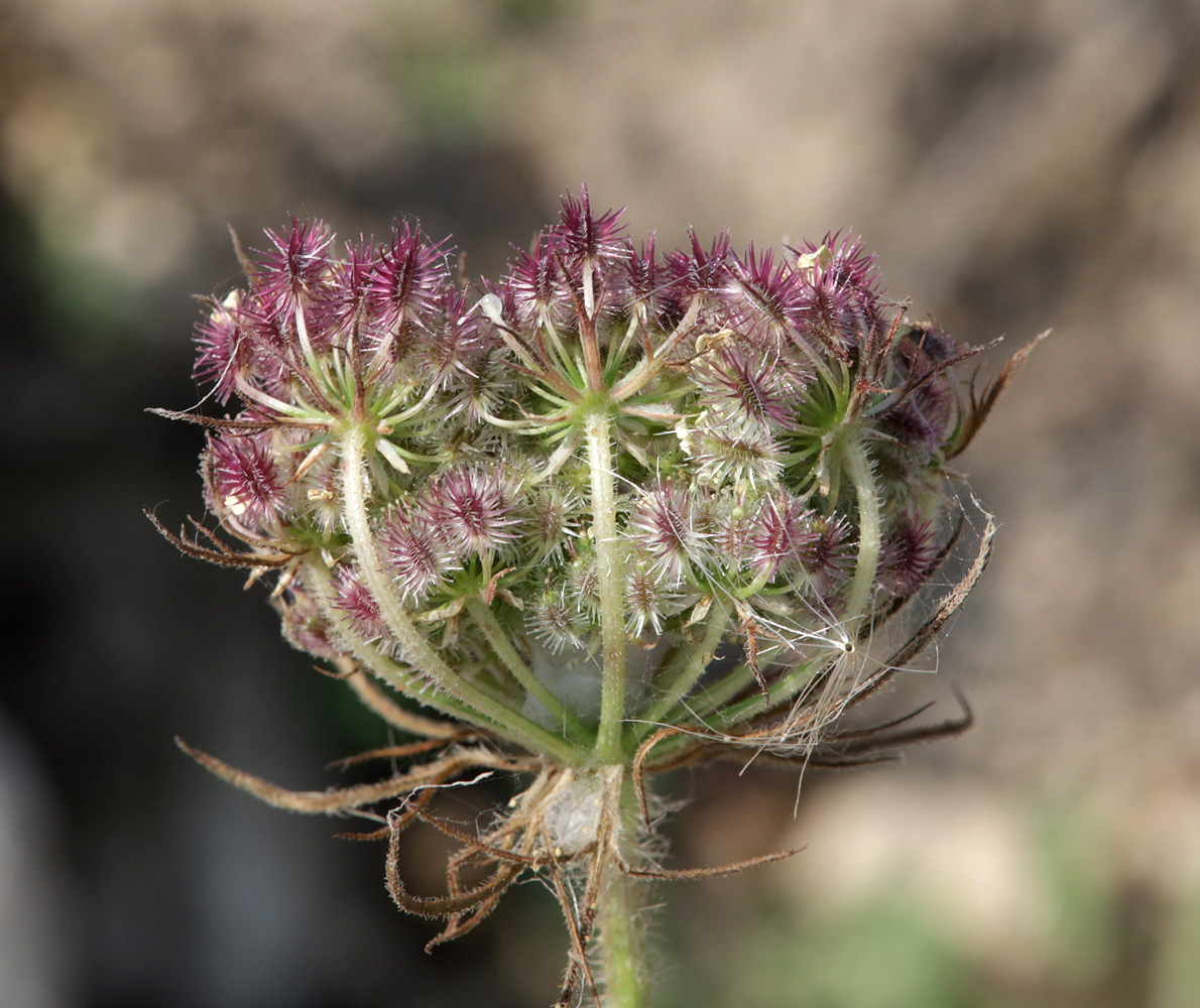 Image of Daucus guttatus specimen.