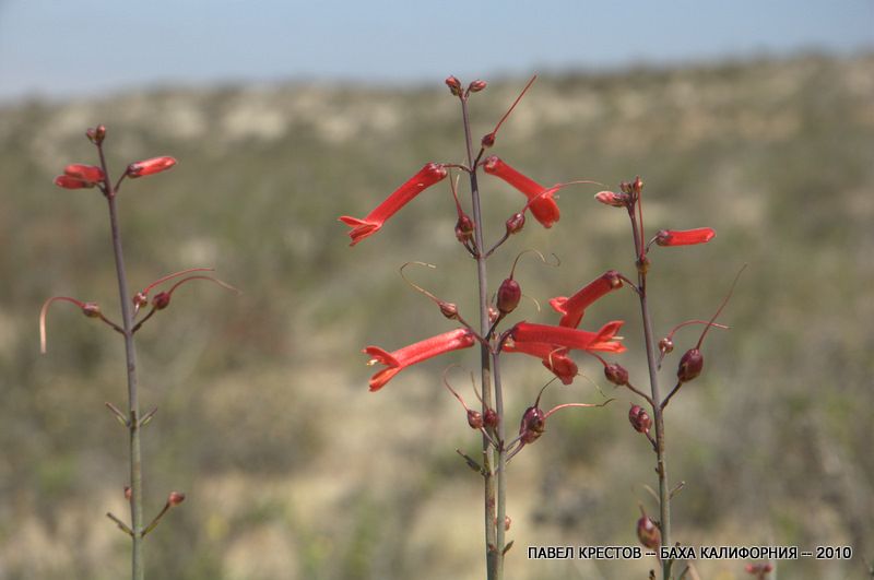 Image of Gambelia juncea specimen.