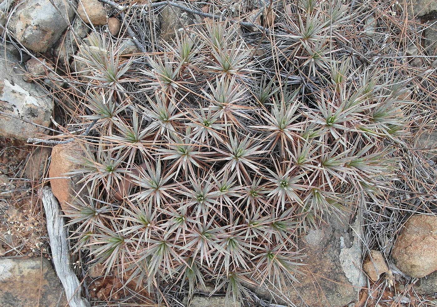 Image of genus Acantholimon specimen.