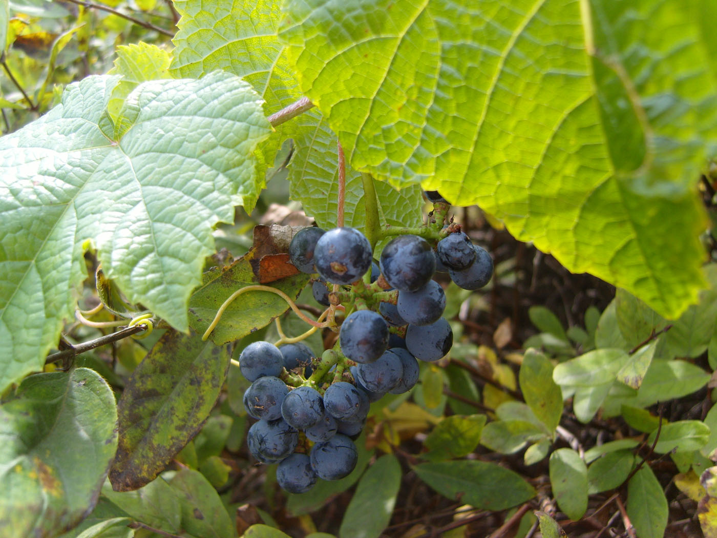 Image of Vitis amurensis specimen.