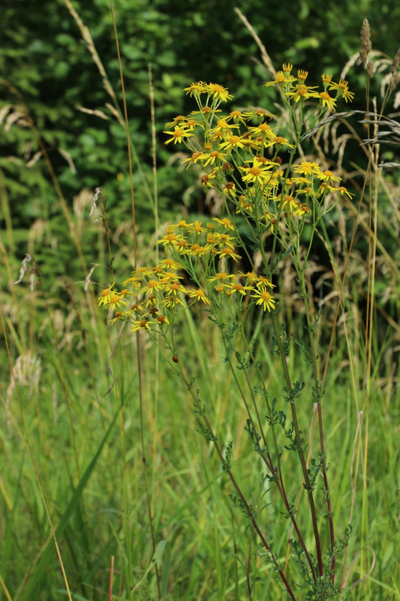 Изображение особи Senecio jacobaea.