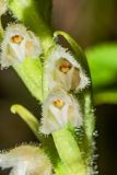 Goodyera repens