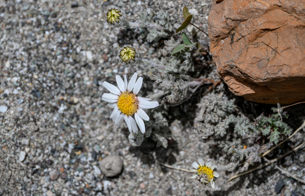 Image of Waldheimia tomentosa specimen.