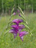 Gladiolus imbricatus