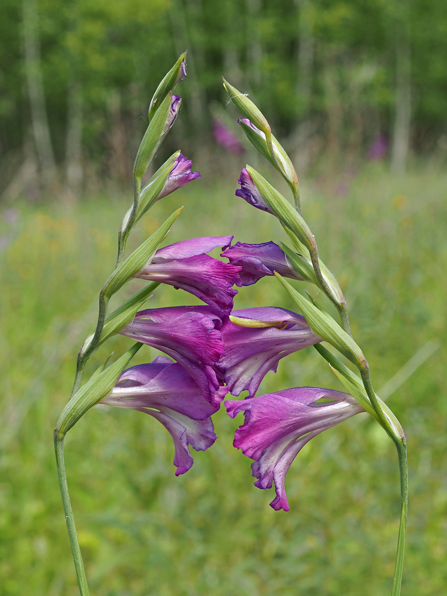 Image of Gladiolus imbricatus specimen.