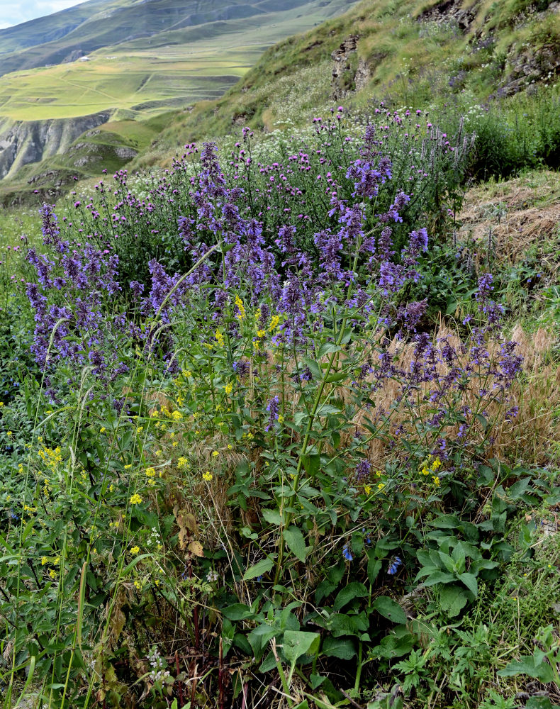 Image of Nepeta grandiflora specimen.