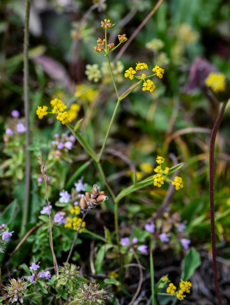 Image of Bupleurum exaltatum specimen.