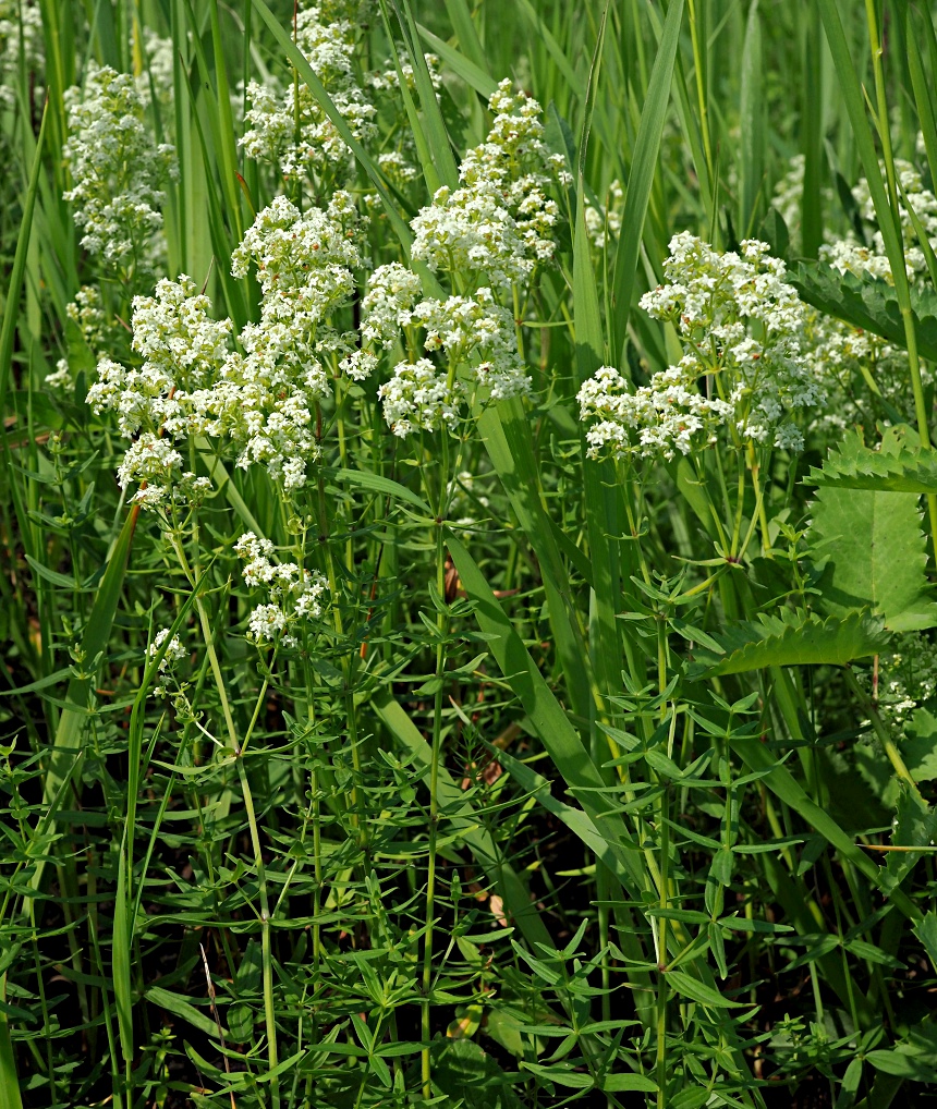 Изображение особи Galium boreale.