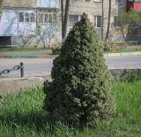 Picea glauca. Взрослое растение (культивар). Ростовская обл., г. Донецк, озеленение. 09.04.2024.