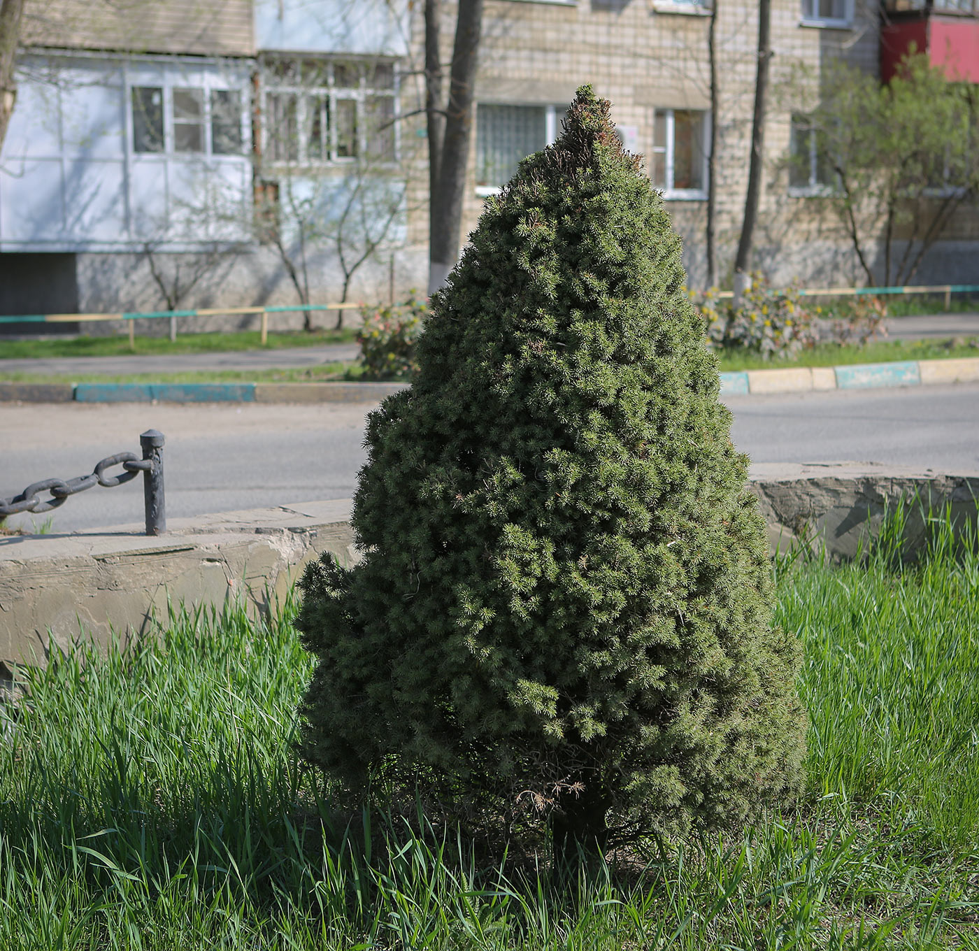 Image of Picea glauca specimen.