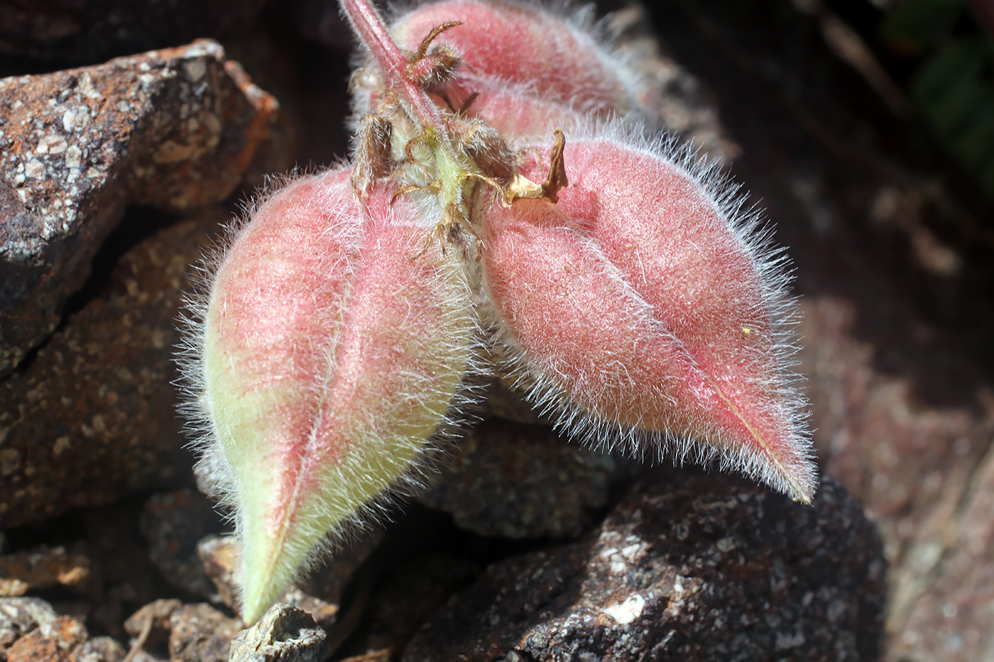 Image of Oxytropis gymnogyne specimen.