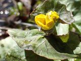 Caltha membranacea