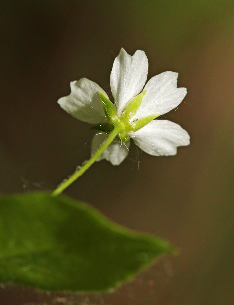 Image of Pseudostellaria japonica specimen.