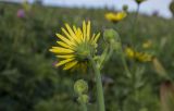 Doronicum macrophyllum. Соцветие (вид со стороны обёртки). Республика Адыгея, Майкопский р-н, ок. 7 км к югу от с. Новопрохладное, хр. Ду-Ду-Гуш, выс. ок. 1570 м н.у.м., субальпийский луг. 09.06.2024.