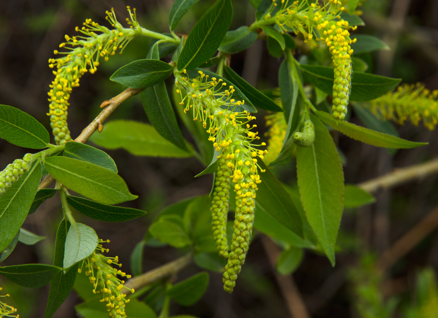 Image of Salix triandra specimen.