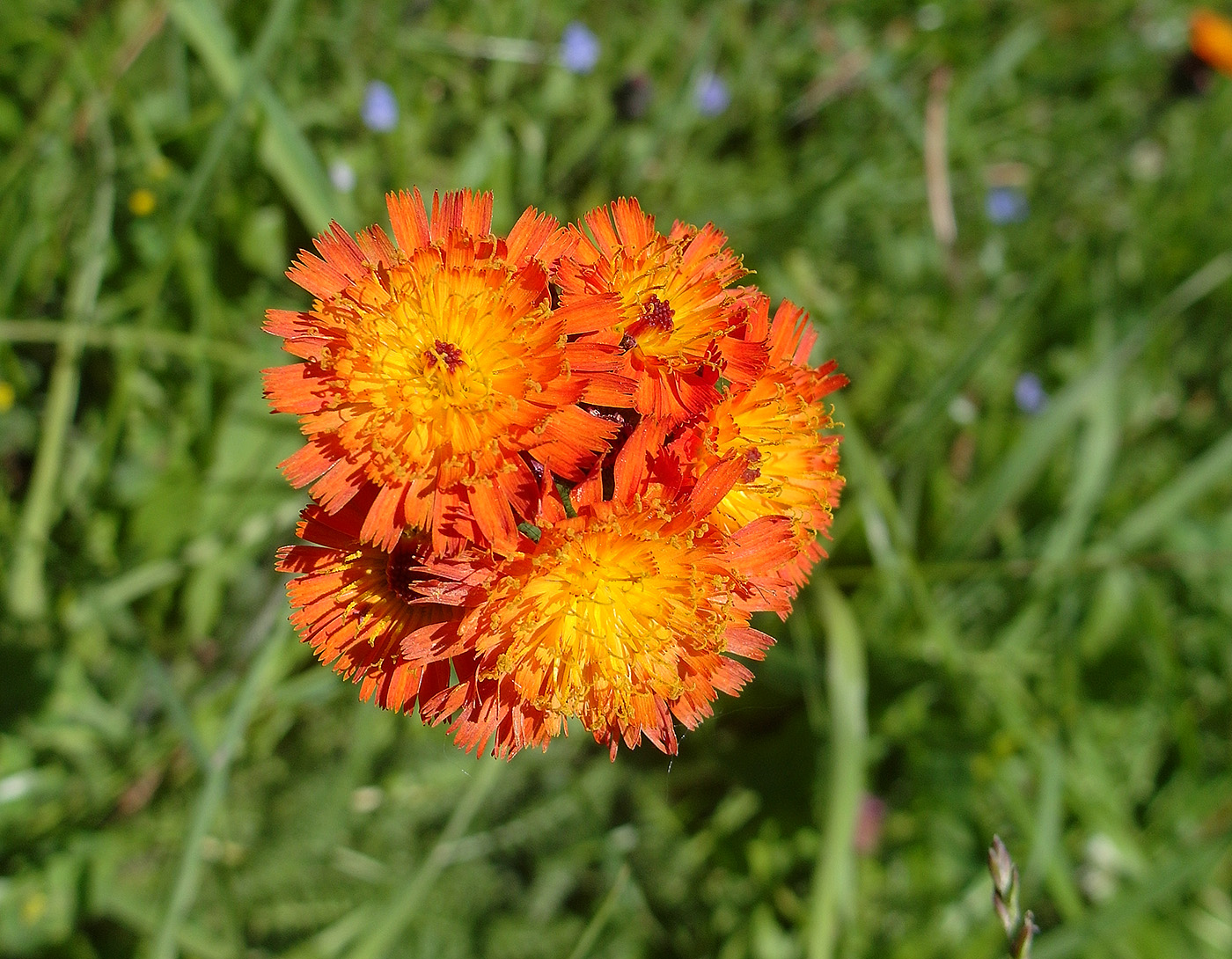 Image of Pilosella aurantiaca specimen.