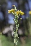 Lactuca serriola. Веточка с соцветиями. Крым, Симферополь, пустырь. 03.08.2024.