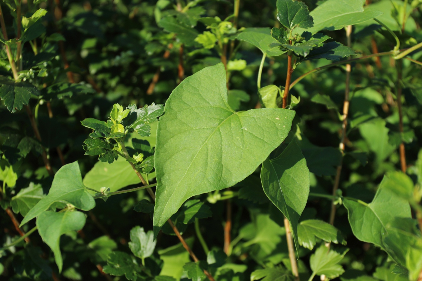 Изображение особи Fallopia convolvulus.