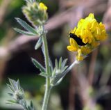 Medicago falcata. Верхушка побега с соцветием с сидящим жуком. Краснодарский край, м/о Анапа, окр. станицы Благовещенская, высокий берег Бугазского лимана между Бугазской косой и косой Голенькой. 09.06.2021.