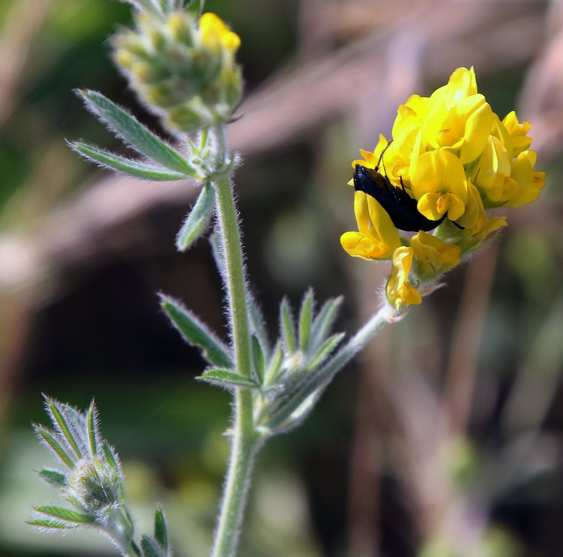 Image of Medicago falcata specimen.