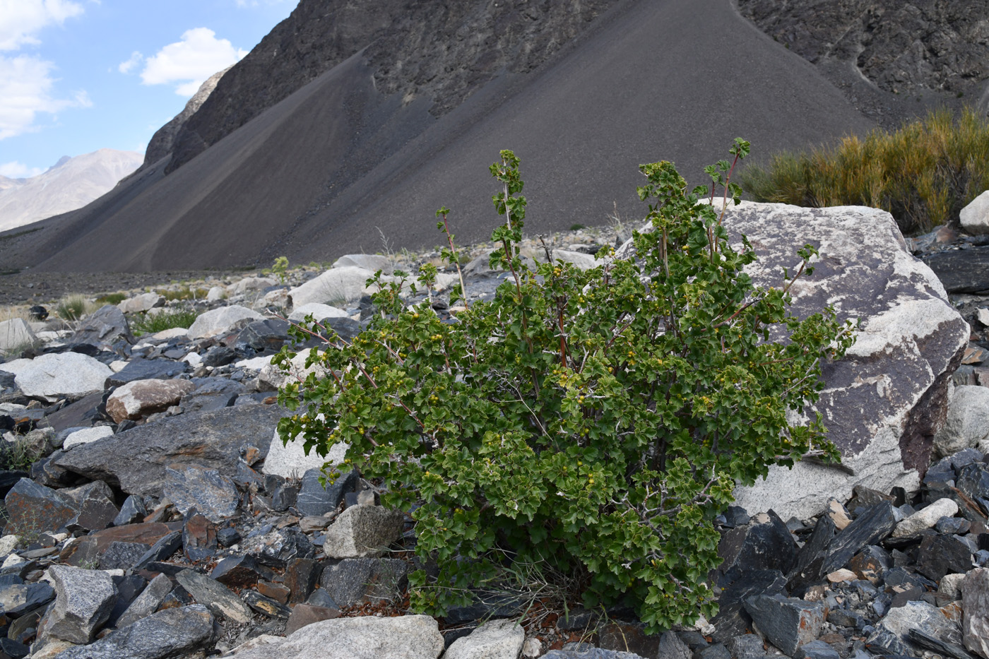 Image of Ribes villosum specimen.