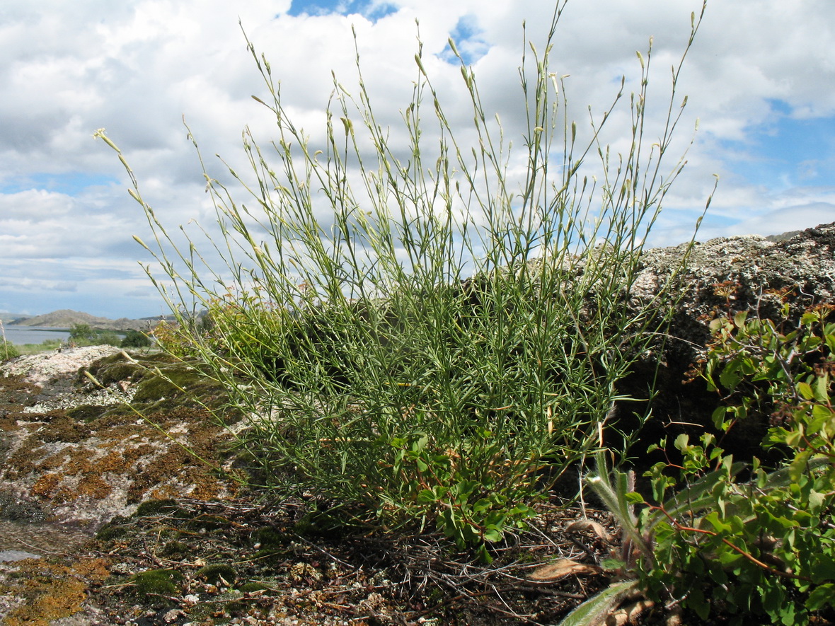 Image of Silene altaica specimen.