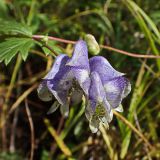 Aconitum consanguineum. Соцветие. Хабаровский край, г. Комсомольск-на-Амуре, берег руч. Тёплый ключ. 04.09.2024.