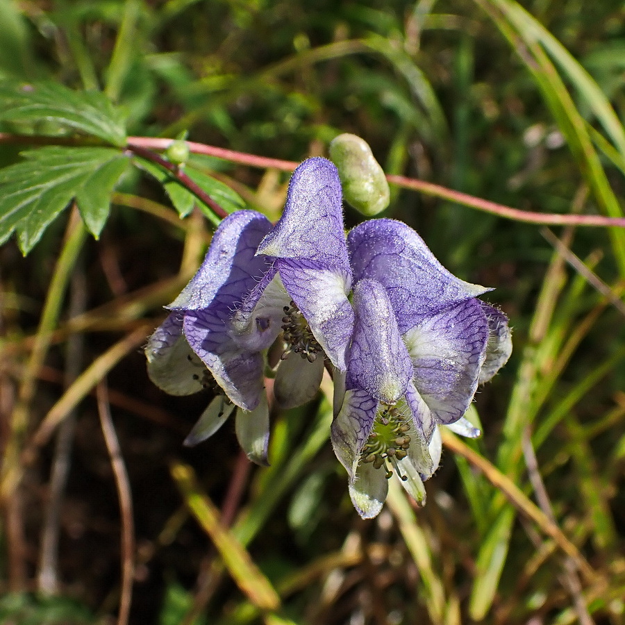 Image of Aconitum consanguineum specimen.