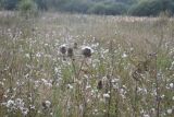 Cirsium polonicum