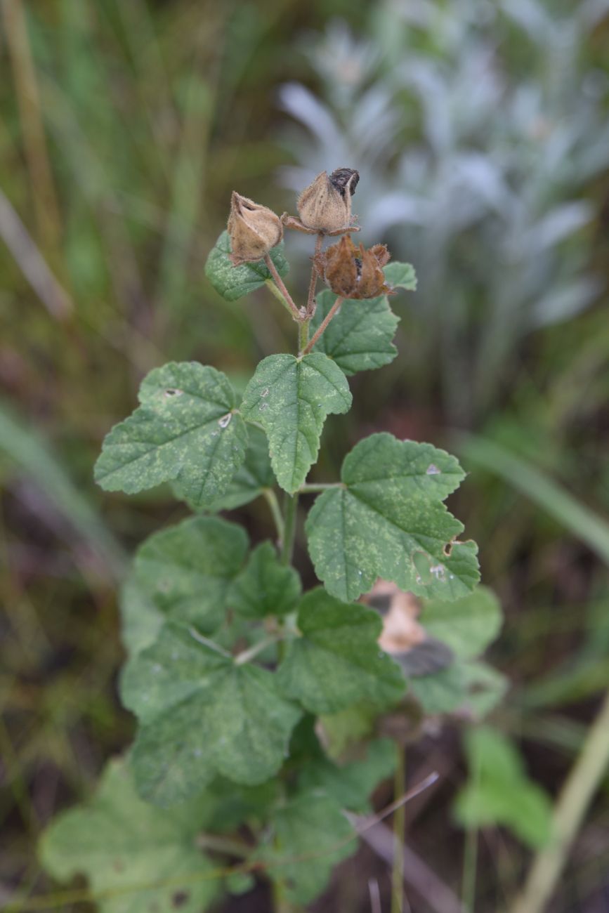 Image of Malva thuringiaca specimen.