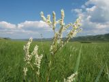 Aconogonon alpinum. Верхушка цветущего растения. Казахстан, Восточно-Казахстанская обл., Зайсанский р-н; Саур-Тарбагатай, Шиликтинская впадина, ≈ 1500 м н.у.м., степь. 27 июня 2012 г.