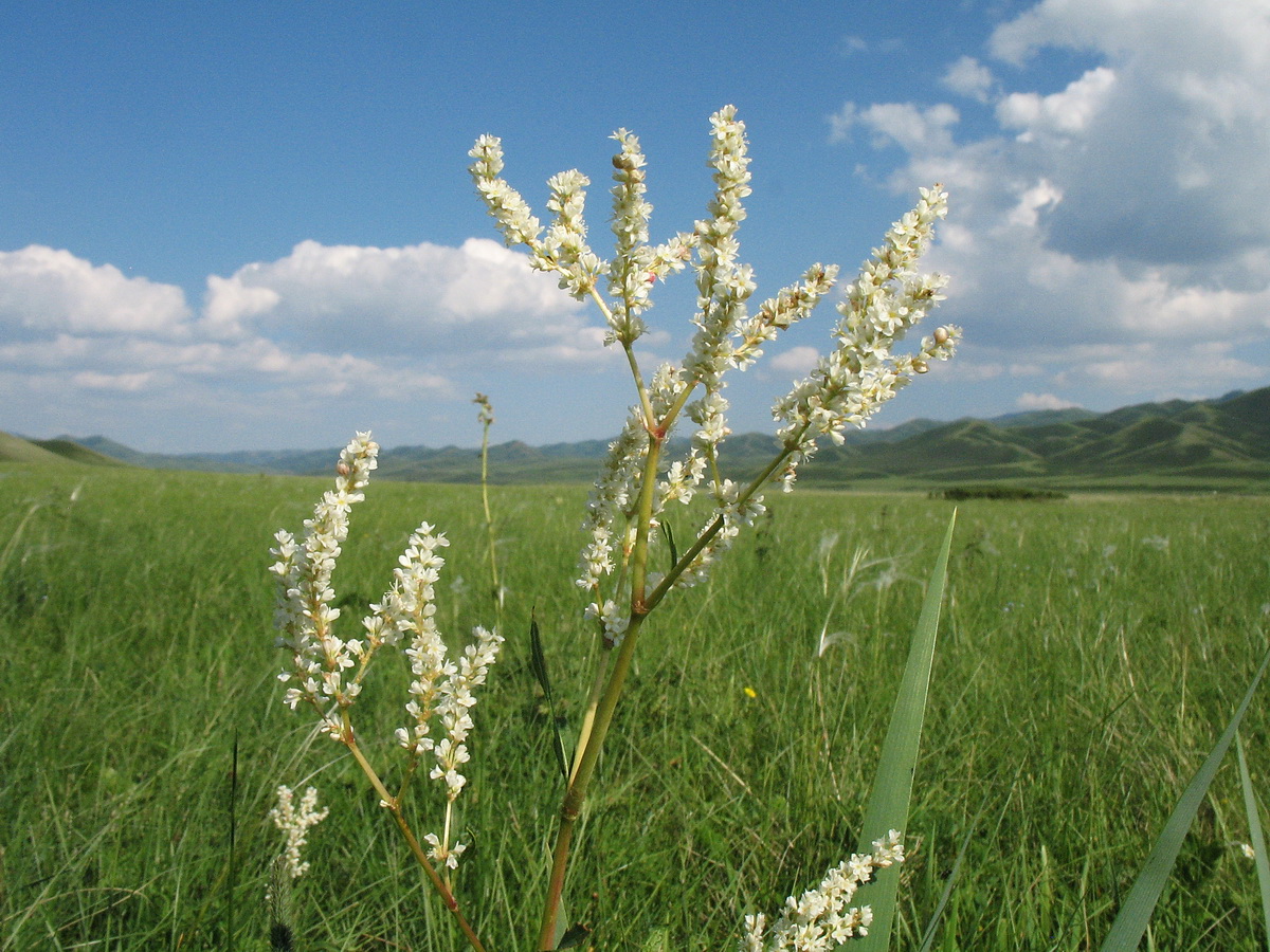 Изображение особи Aconogonon alpinum.