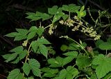 Humulus lupulus