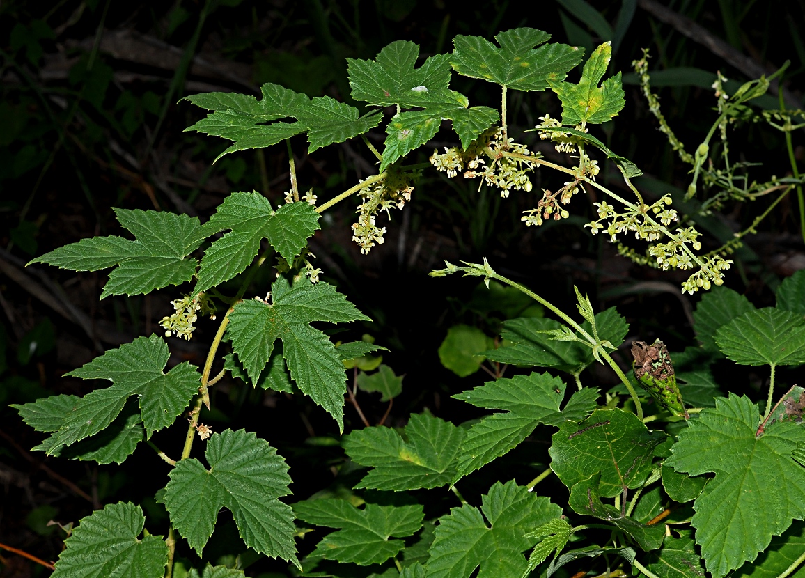 Image of Humulus lupulus specimen.