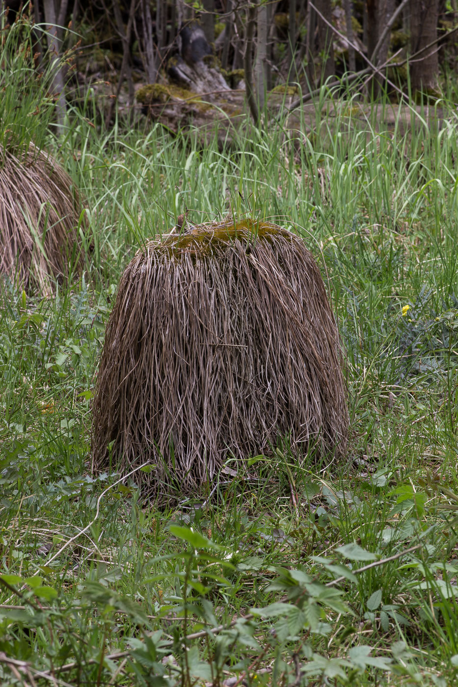 Изображение особи класс Bryopsida.