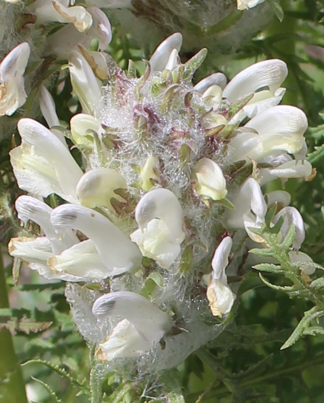 Image of Pedicularis dasystachys specimen.