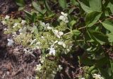 Hydrangea paniculata. Верхушка ветви с соцветием. Испания, автономное сообщество Каталония, провинция Жирона, комарка Баш-Эмпорда, муниципалитет Палафружель, ботанический сад \"Кап-Роч\". 25.08.2024.