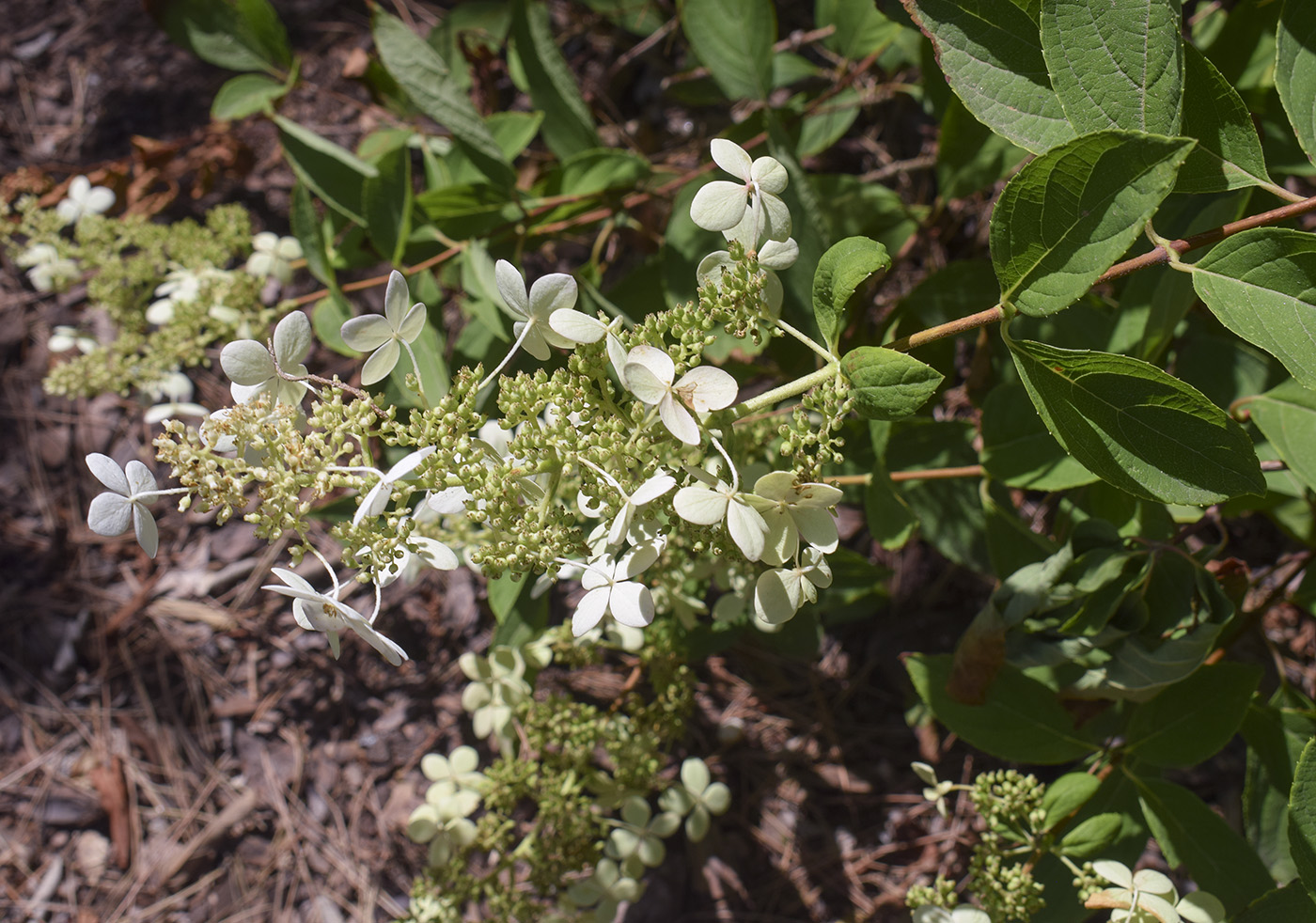 Image of Hydrangea paniculata specimen.