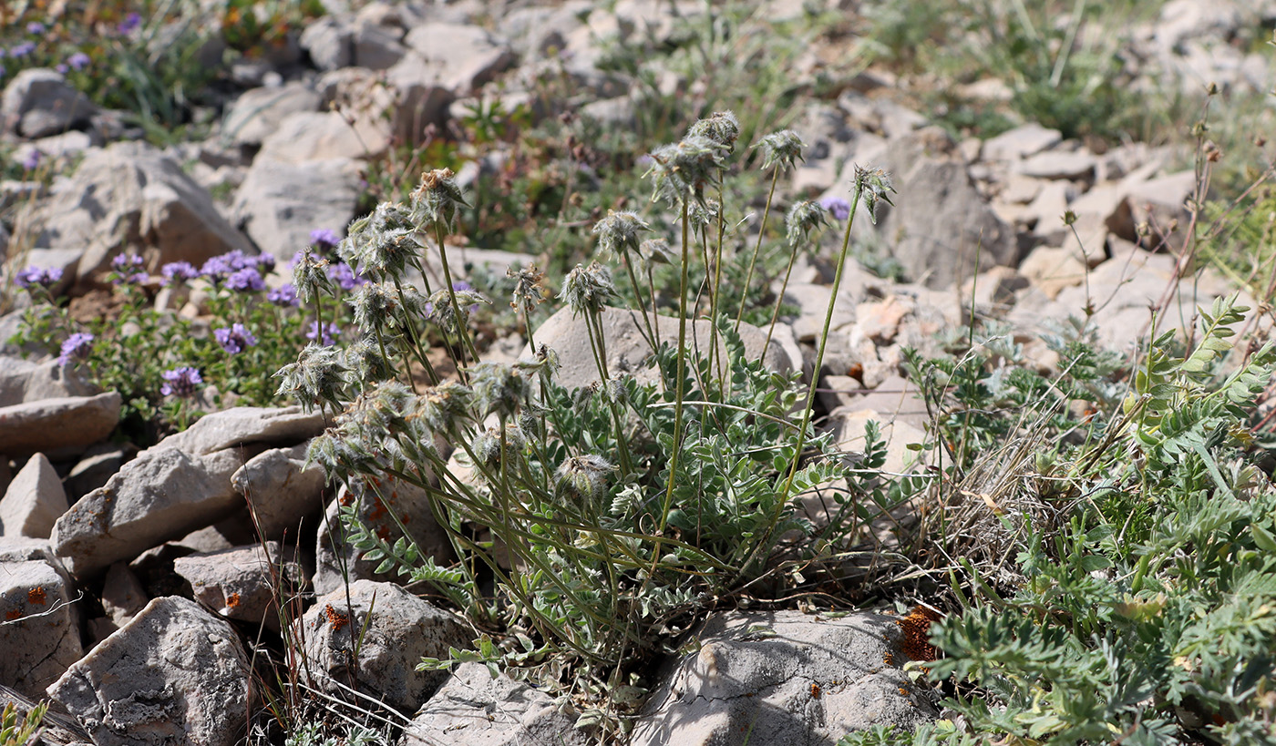 Изображение особи Oxytropis albovillosa.