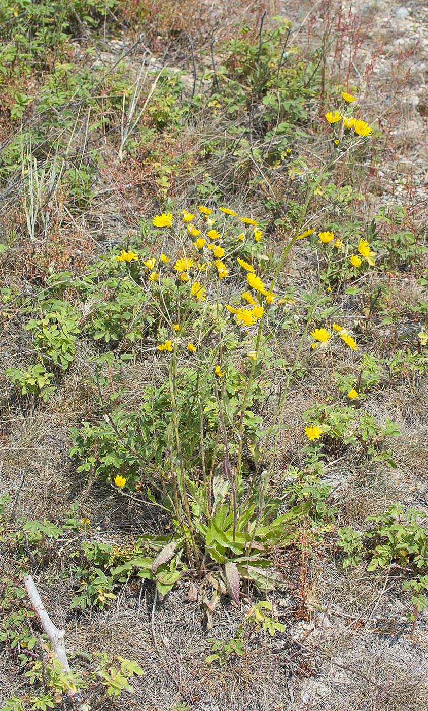 Image of genus Hieracium specimen.