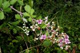 Rubus sanctus