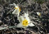 Tulipa buhseana. Цветущее растение. Казахстан, Туркестанская обл., Сузакский р-н, окр. пос. Кызымшек (Степной), Западная Бетпак-Дала, в боялычевой ассоциации. 3 апреля 2025 г.