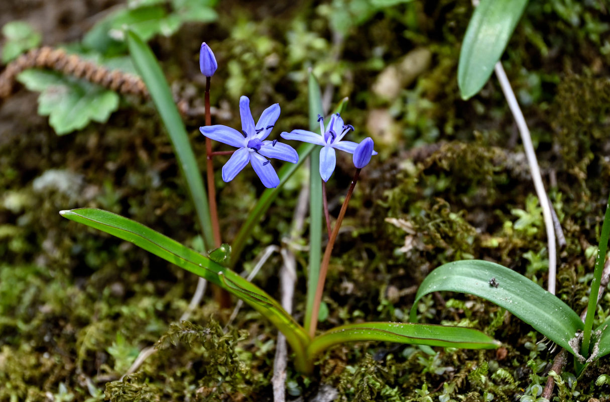 Изображение особи Scilla bifolia.