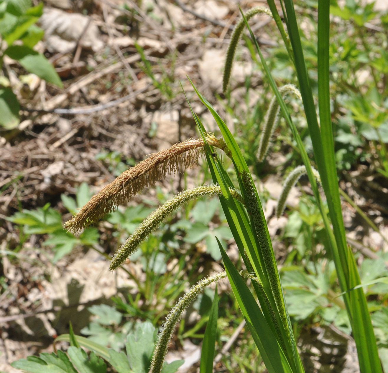 Image of genus Carex specimen.
