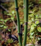Смотреть изображение Equisetum hyemale