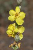 Смотреть изображение род Verbascum