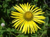 View full-size image Doronicum turkestanicum