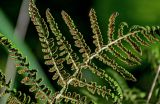 View full-size image Athyrium filix-femina
